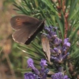 Meadow Brown video clip