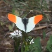 Orange-tip video clip