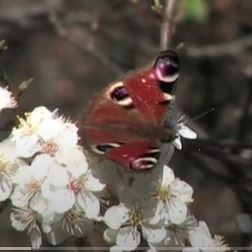 Peacock video clip