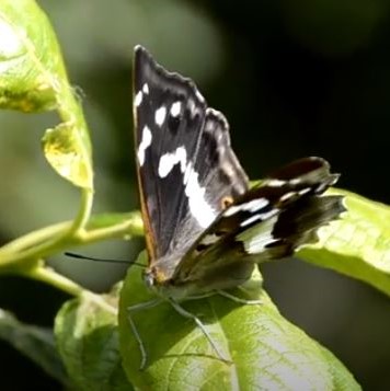 Purple Emperor video clip video clip