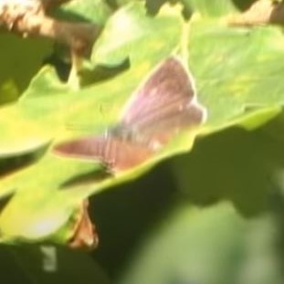 Purple Hairstreak video clip