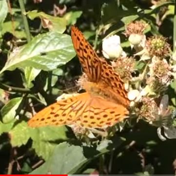 Silver-washed Fritillary video clip