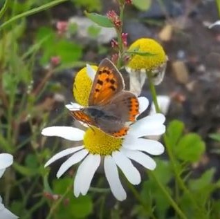 Small Copper video clip video clip