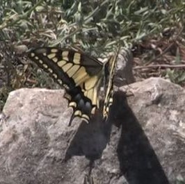 Swallowtail video clip