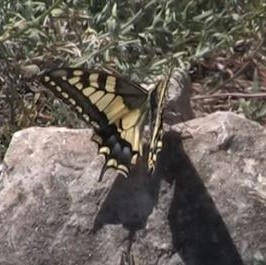 Swallowtail video clip