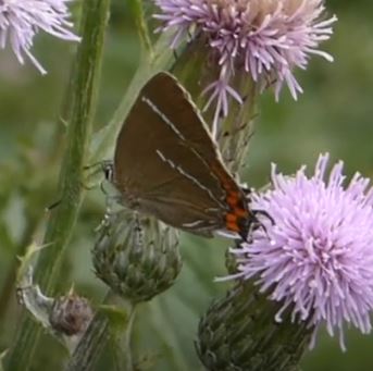 White-letter Hairstreak video clip