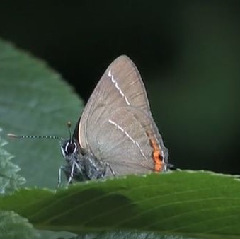 White-letter Hairstreak video clip