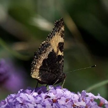 Hibernating Butterflies - Malcolm Hull