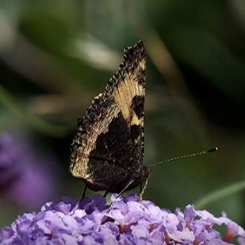 Winterwatch hibernators - Malcolm Hull