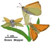 Essex Skipper