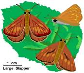 Large Skipper