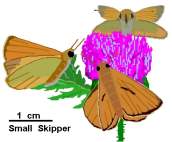 Small Skipper