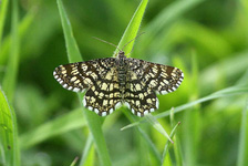 1894 Latticed Heath - Sandra Standbridge