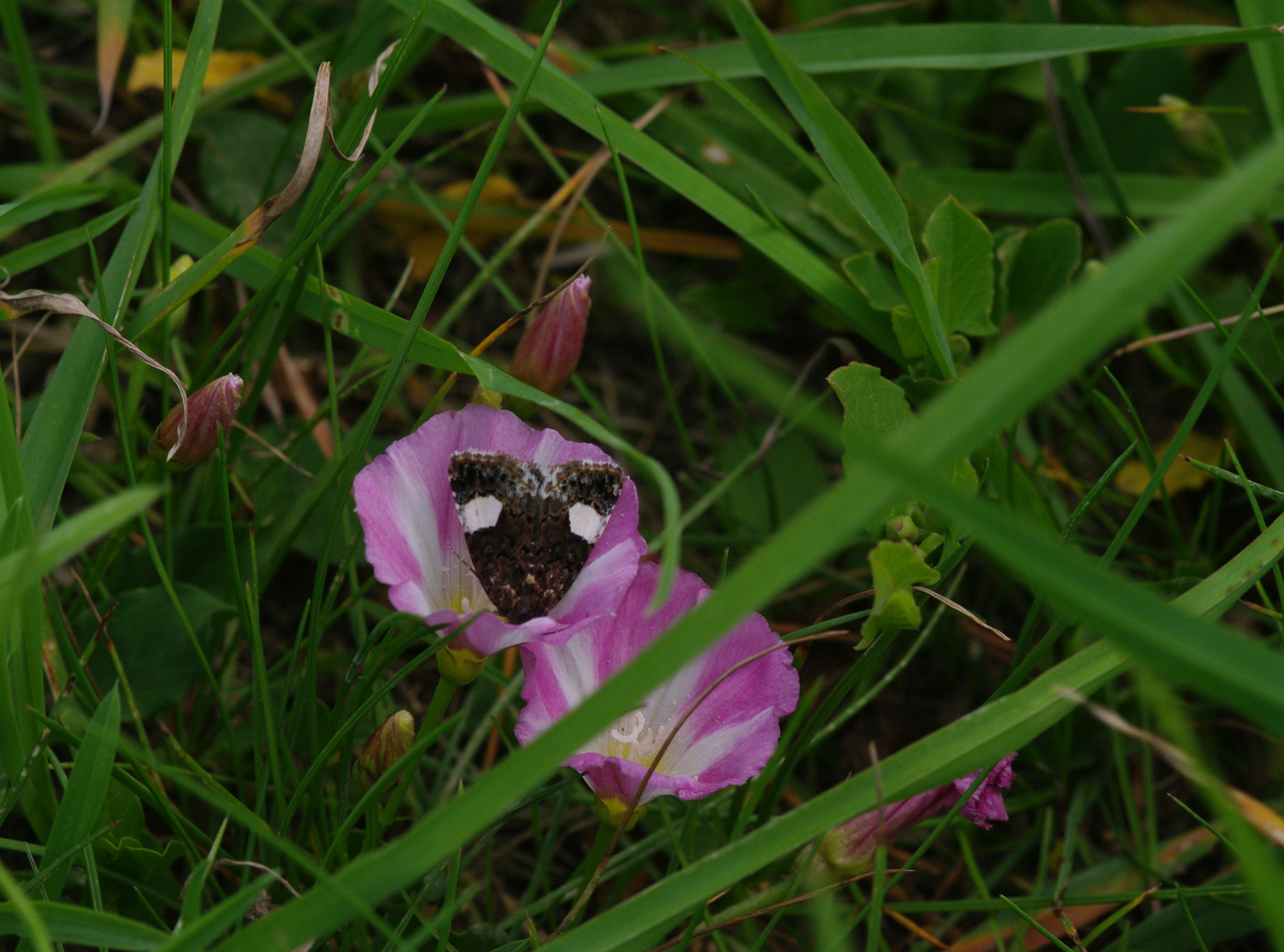 Four-spotted on field bindweed