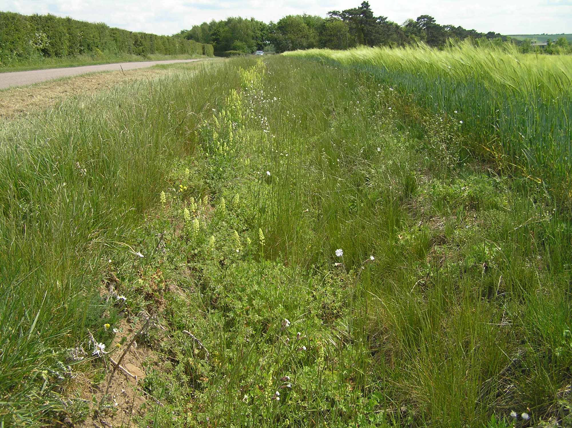 Roadside ditch