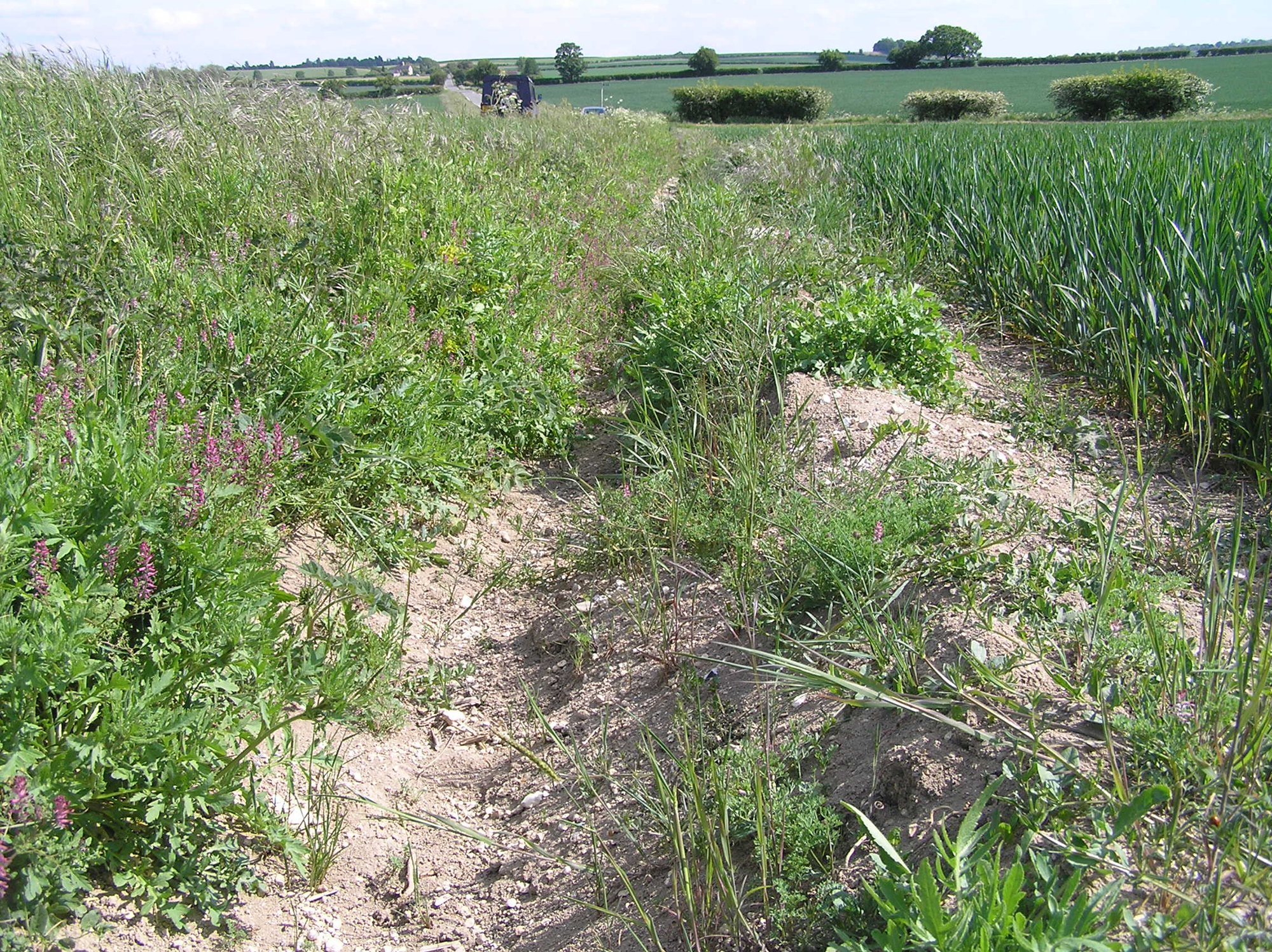 Roadside ditch