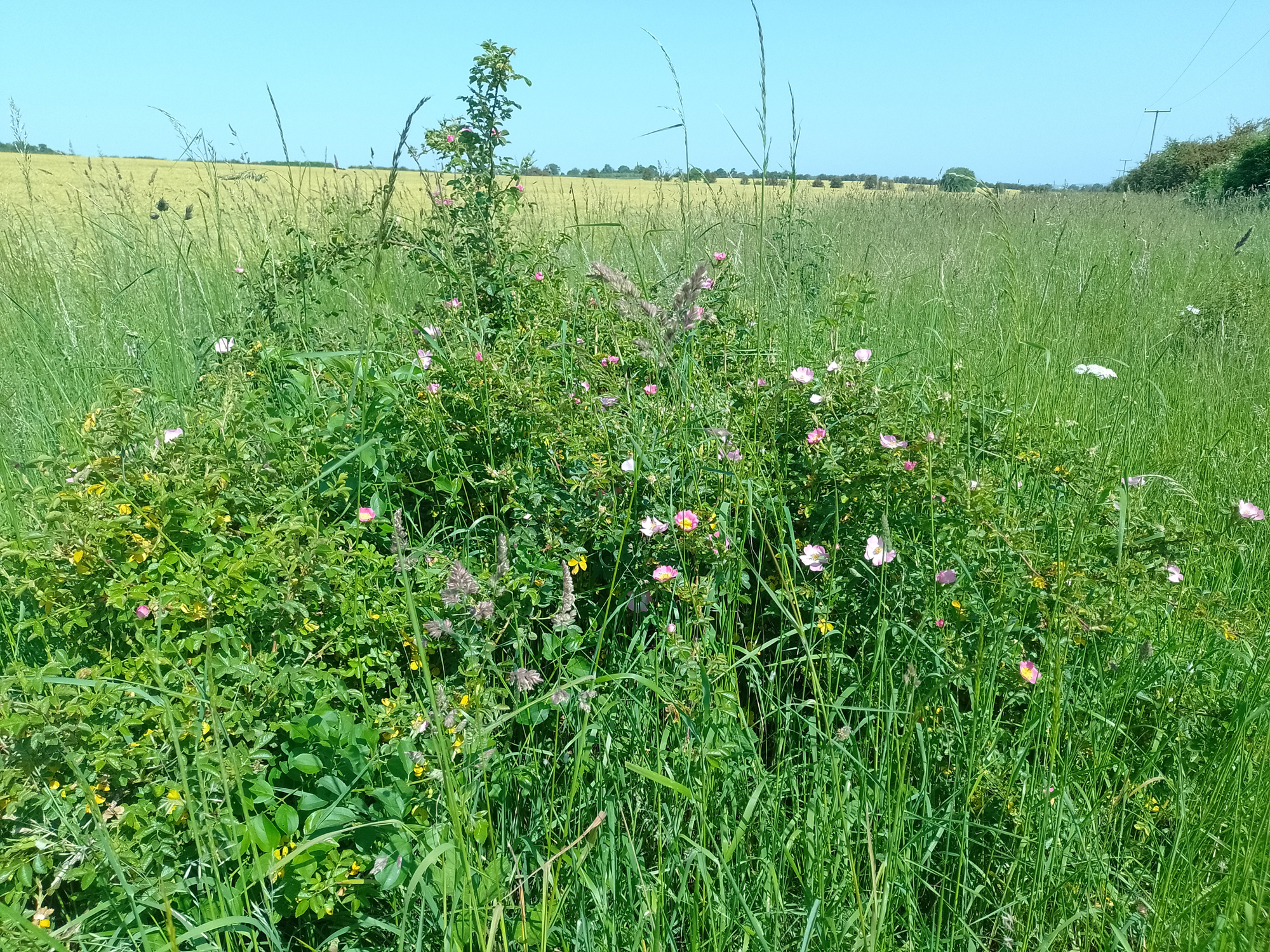 Typical habitat