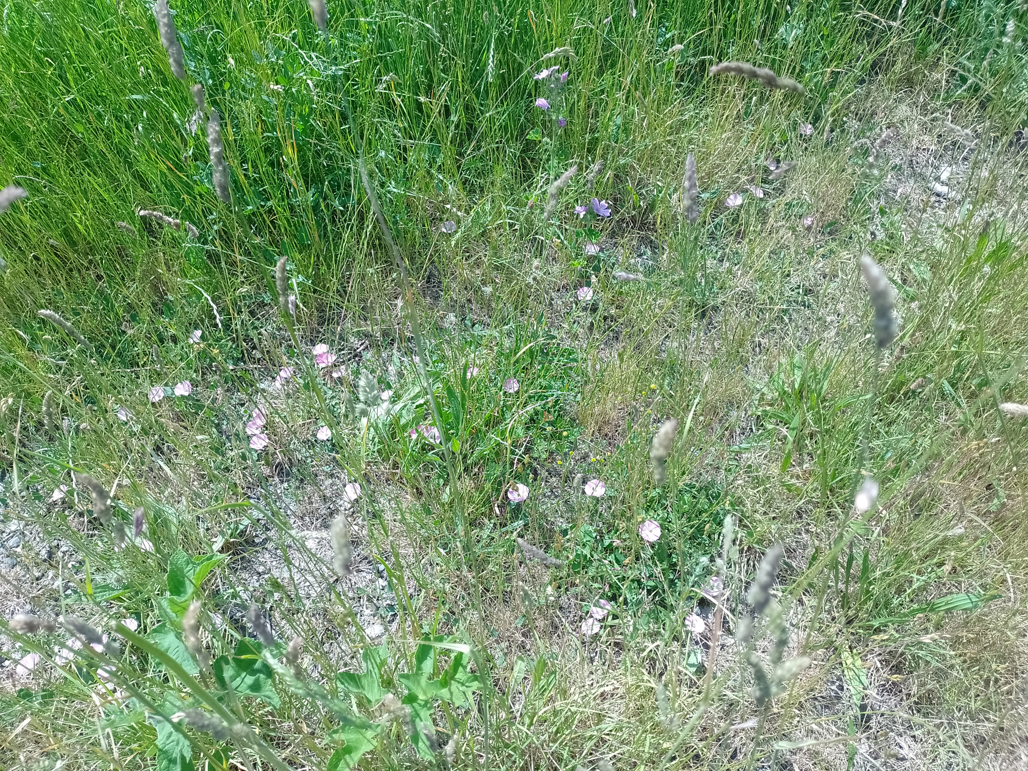 Field Bindweed on a field margin