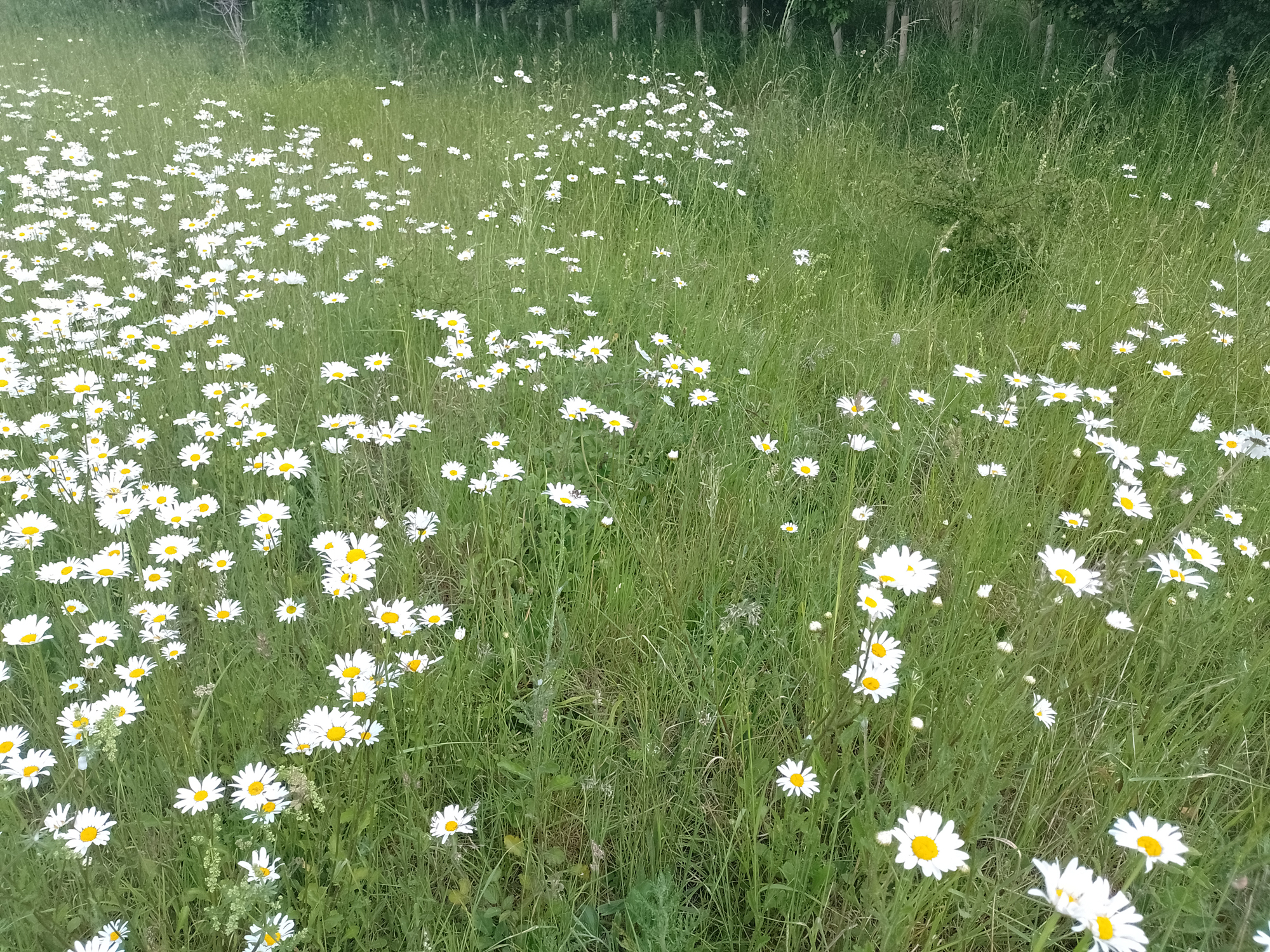 Ox-eye Daisy