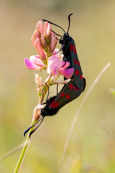 6-spot Burnets - Ian Small 6-spot Burnets - Ian Small