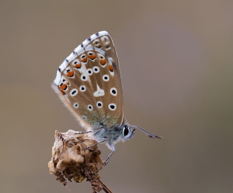 Adonis Blue - Ian Small Adonis Blue - Ian Small