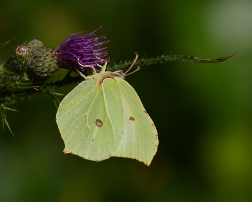 Brimstone - Chris Newman Brimstone - Chris Newman
