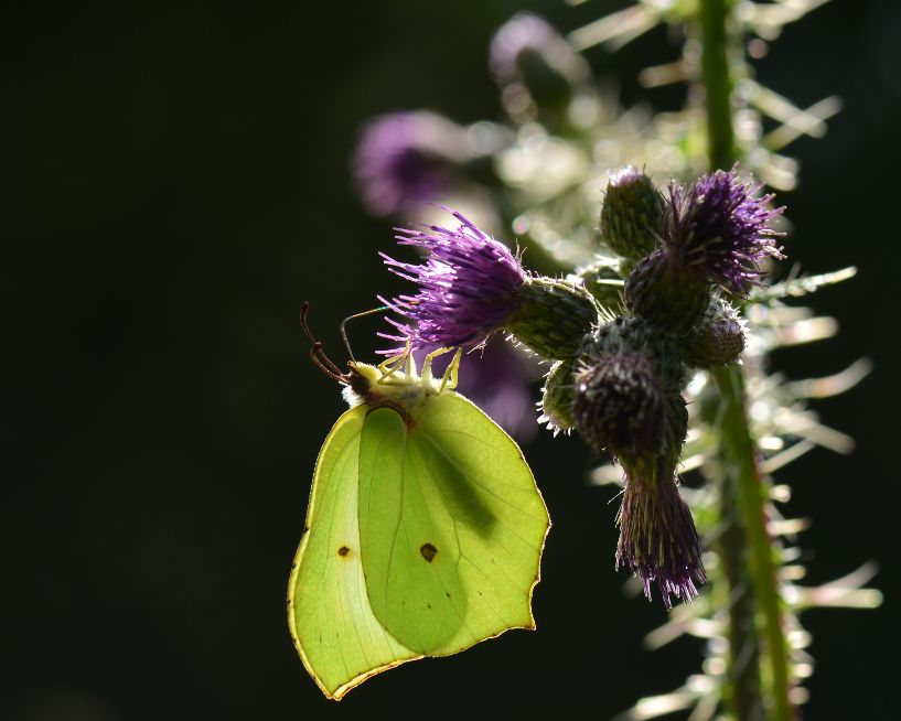Brimstone - Chris Newman Brimstone - Chris Newman