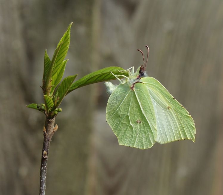 Brimstone - Annie Sutcliffe Brimstone - Annie Sutcliffe