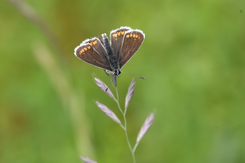 Brown Argus - Matt Lilley Brown Argus - Matt Lilley