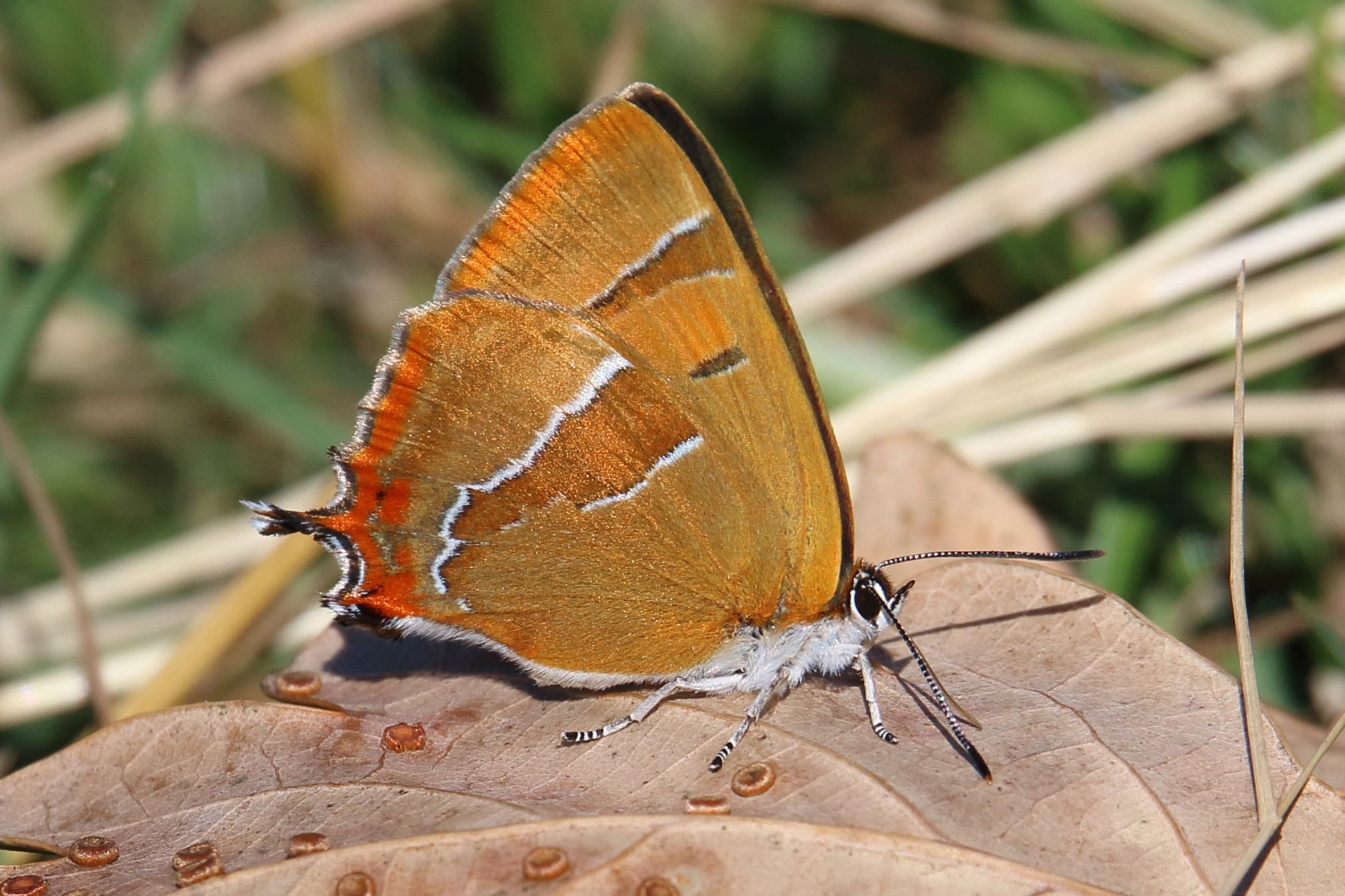 Brown Hairstreak - Haydn Matthews Brown Hairstreak - Haydn Matthews