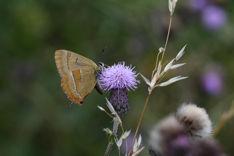 Brown Hairstreak - Matt Lilley Brown Hairstreak - Matt Lilley