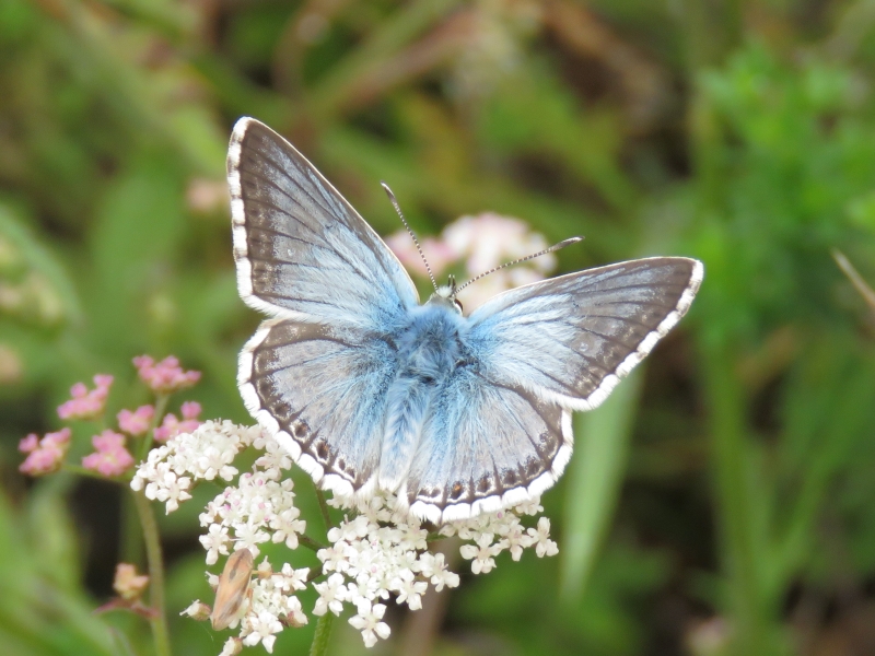 Chalk-hill Blue - Chris Barnes Chalk-hill Blue - Chris Barnes