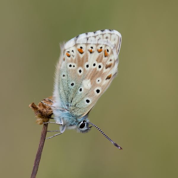 Chalkhill Blue - Ian Small Chalkhill Blue - Ian Small