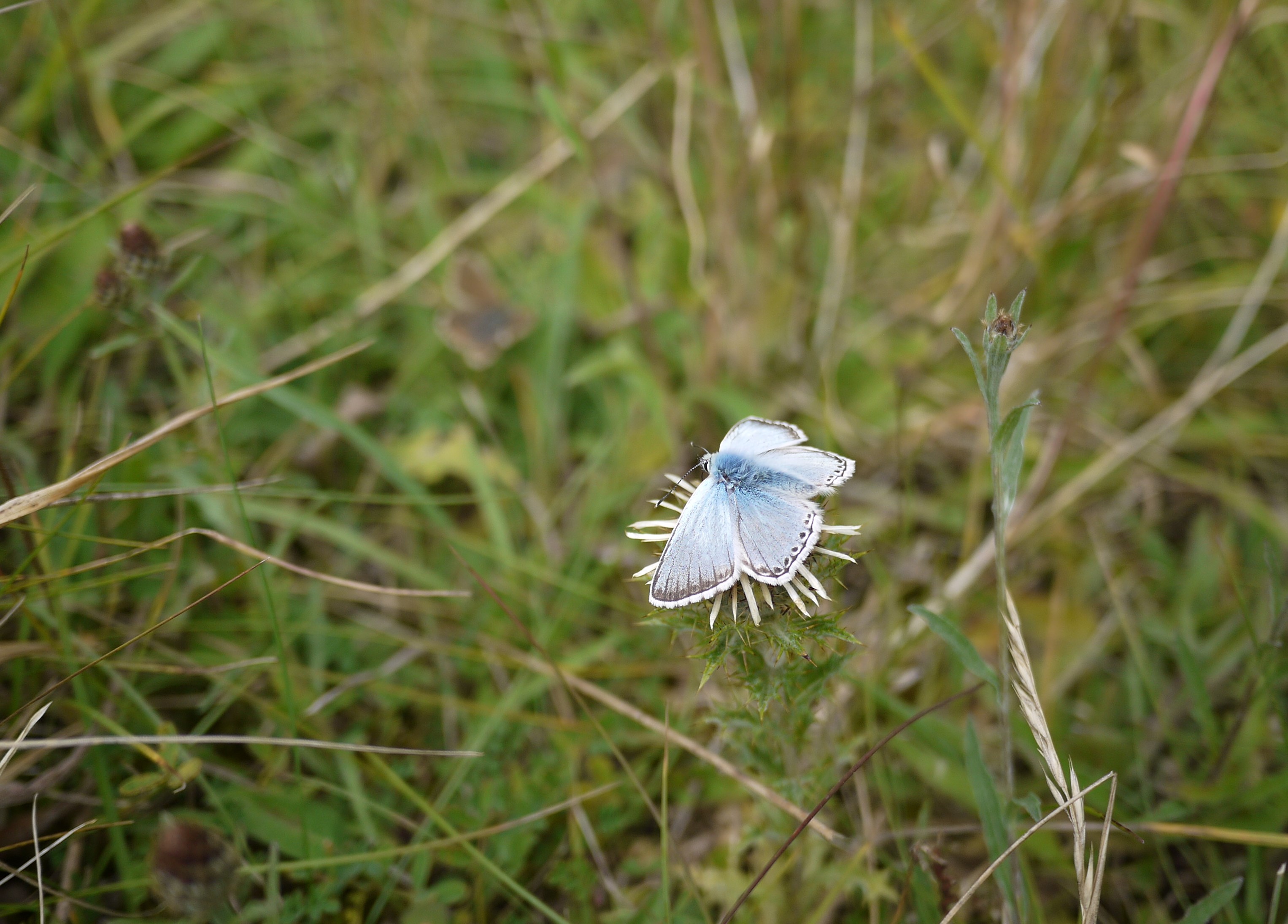 Chalkhill Blue - Lucy Claxton Chalkhill Blue - Lucy Claxton