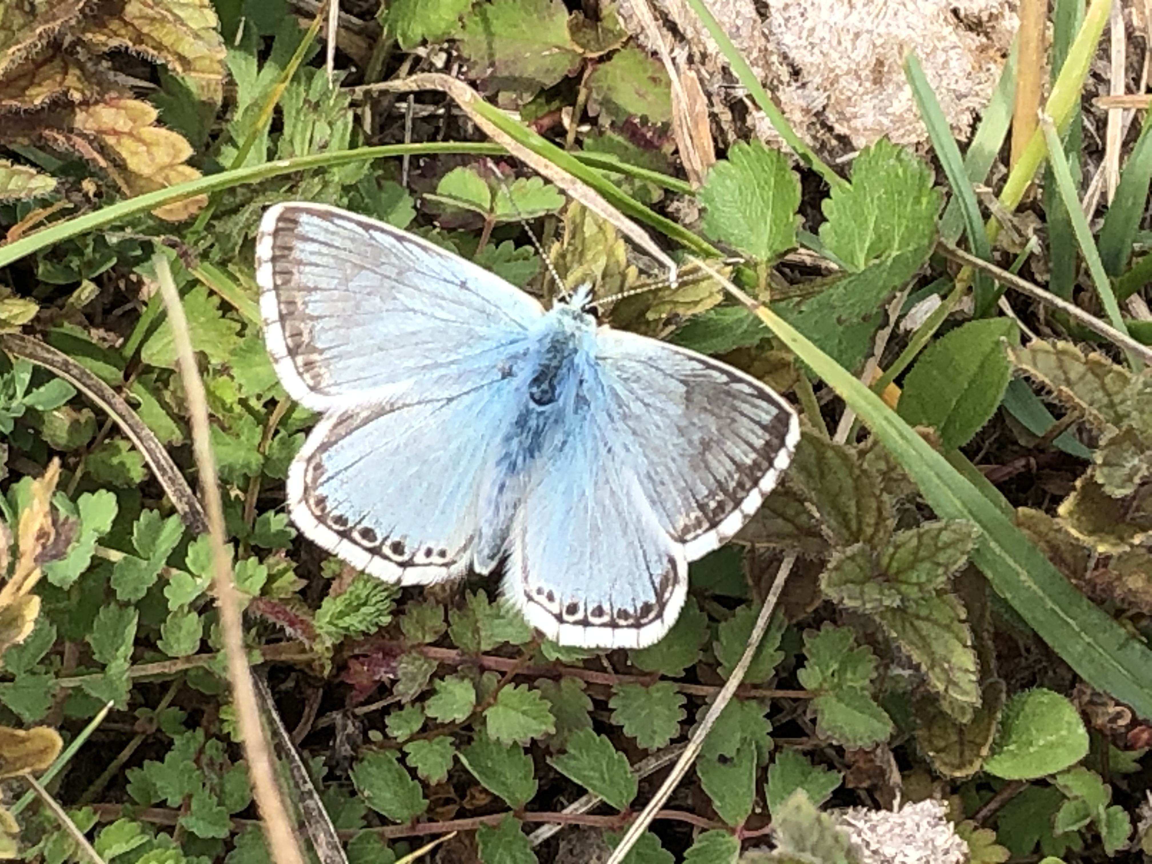 Chalkhill Blue - Malcolm Hull Chalkhill Blue - Malcolm Hull