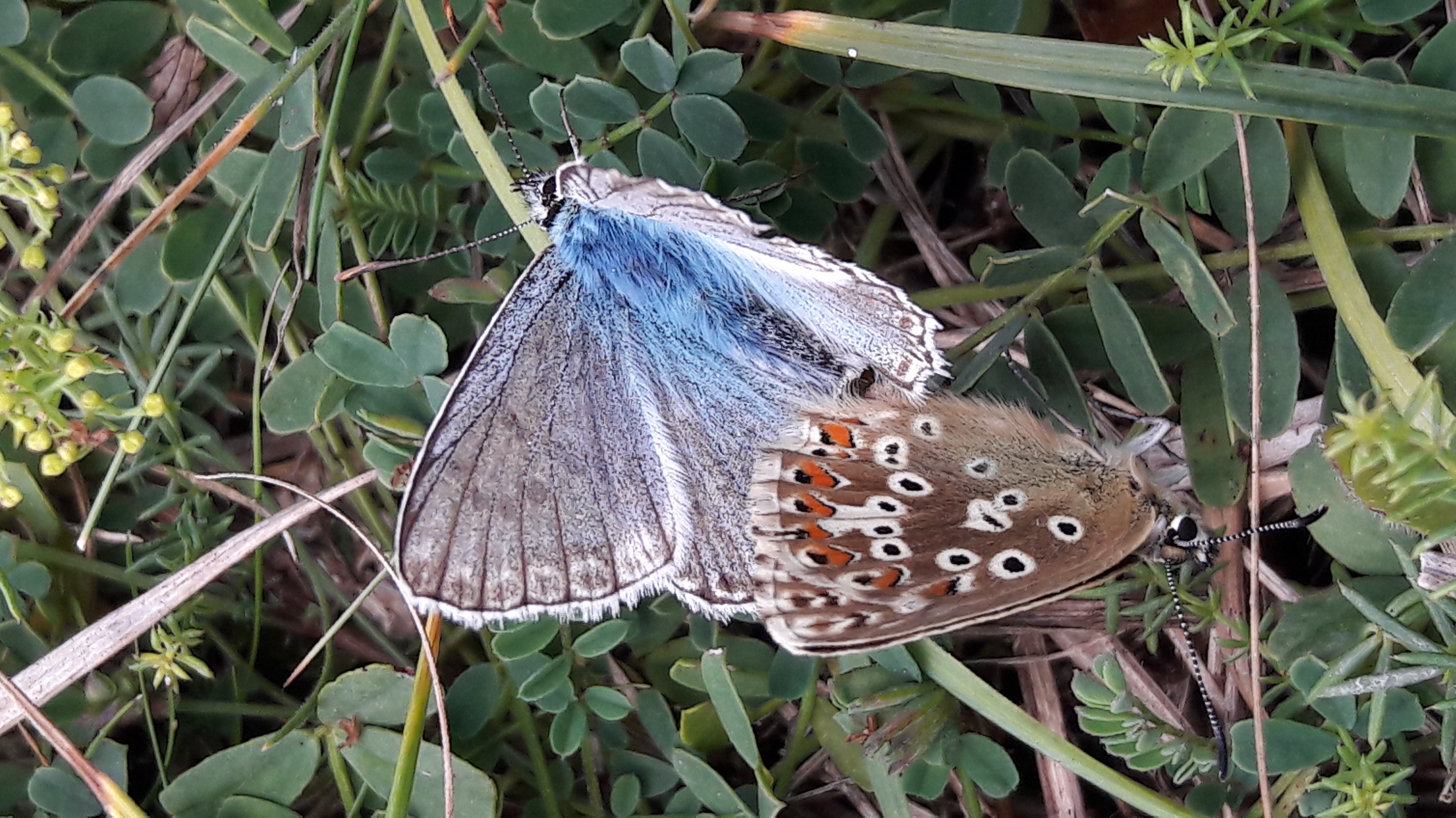 Chalkhill Blues mating - Lucy Claxton Chalkhill Blues mating - Lucy Claxton