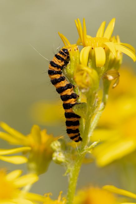 Cinnabar larva -  Ian Small