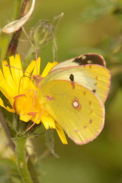 Clouded Yellow helice - Peter Fewell Clouded Yellow helice - Peter Fewell