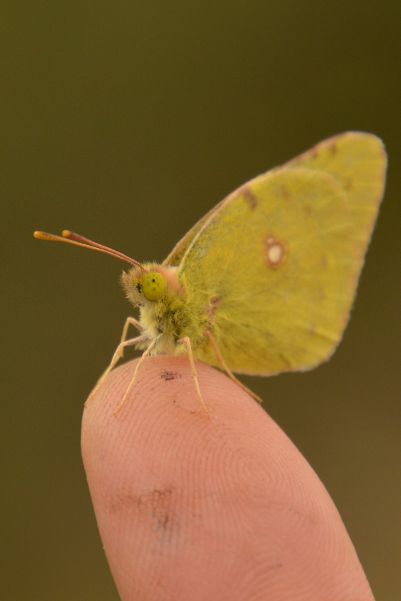 Clouded Yellow - Peter Fewell Clouded Yellow - Peter Fewell
