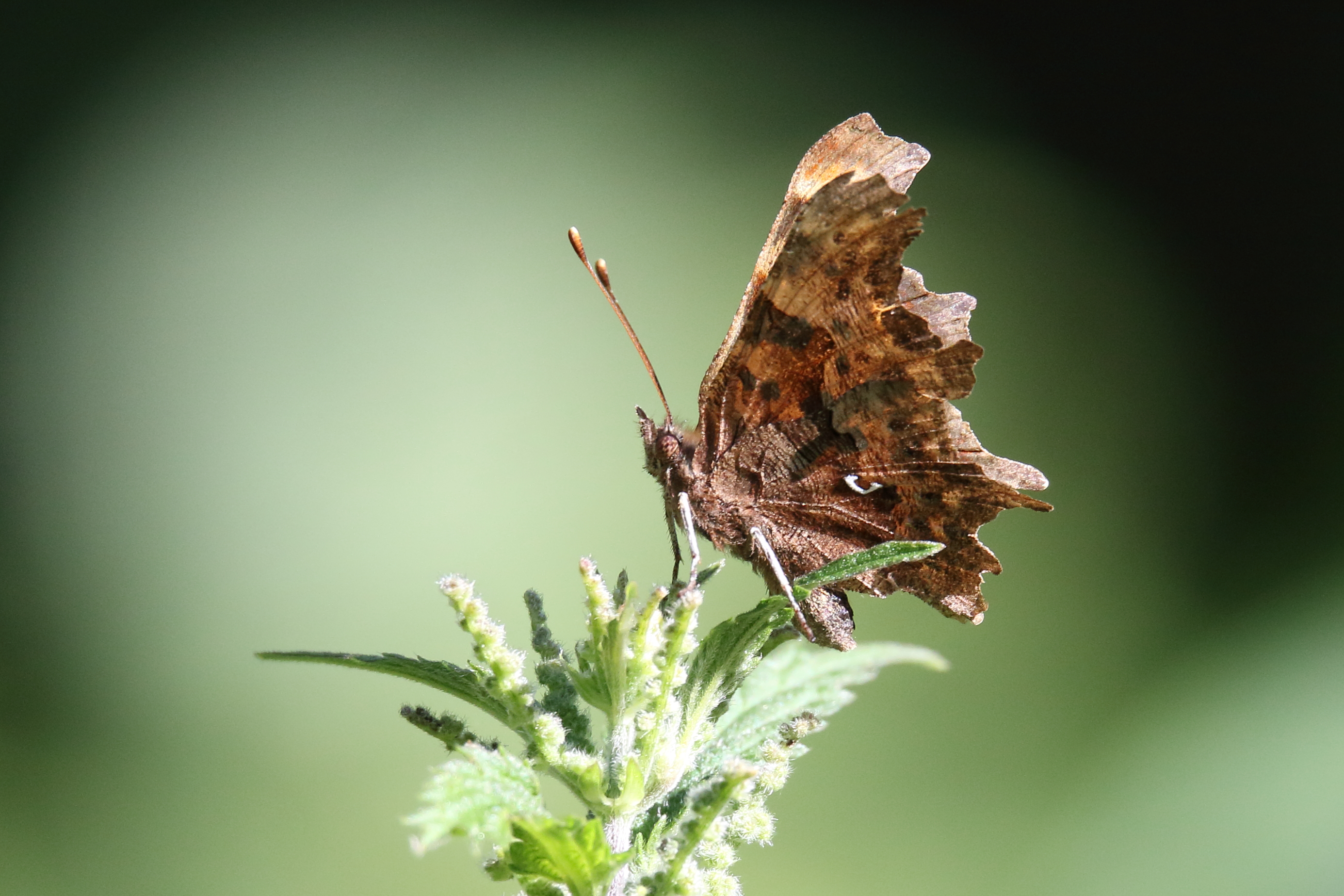 Comma - Haydn Matthews Comma - Haydn Matthews