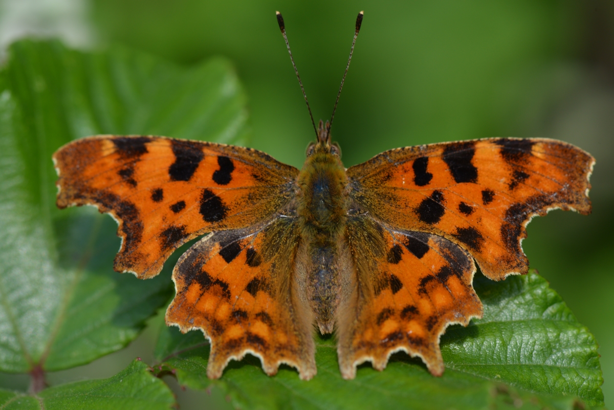 Comma - Chris Newman Comma - Chris Newman