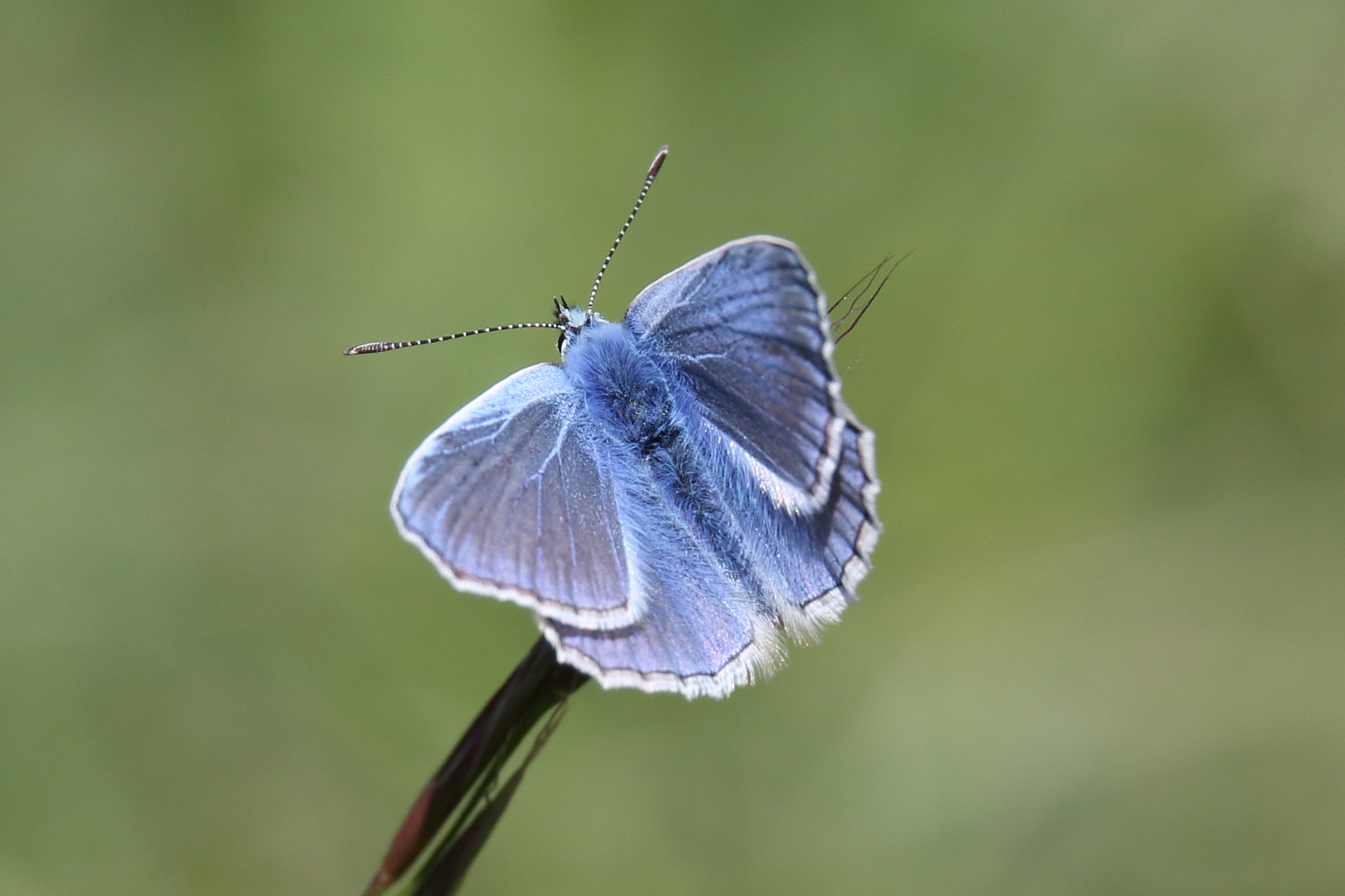Common Blue - Haydn Matthews Common Blue - Haydn Matthews