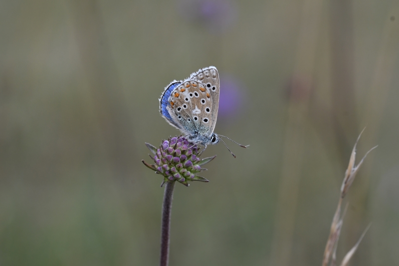 Common Blue - Matt Lilley Common Blue - Matt Lilley