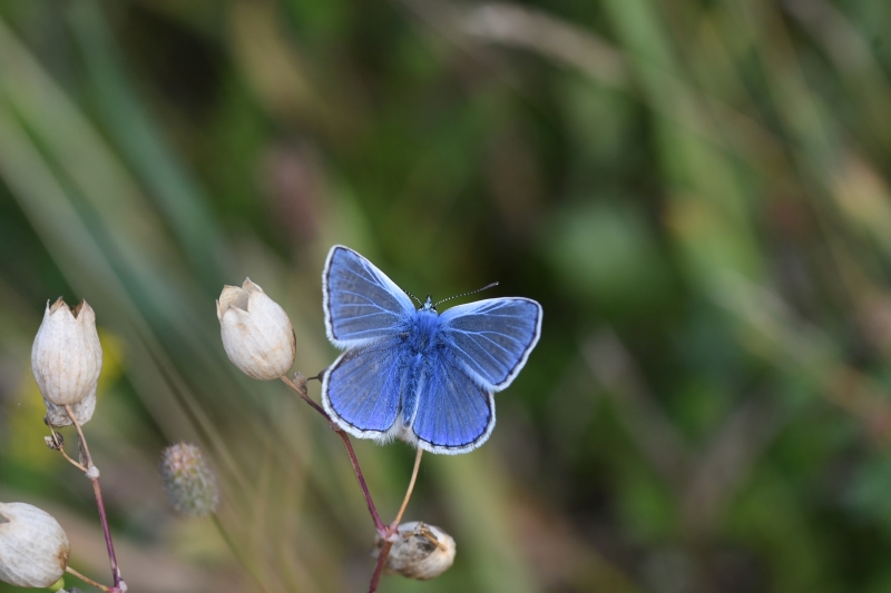 Common Blue - Matt Lilley Common Blue - Matt Lilley