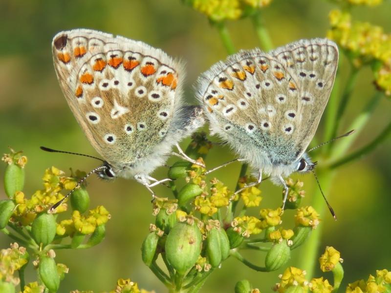 Common Blues mating - Chris Barnes Common Blues mating - Chris Barnes