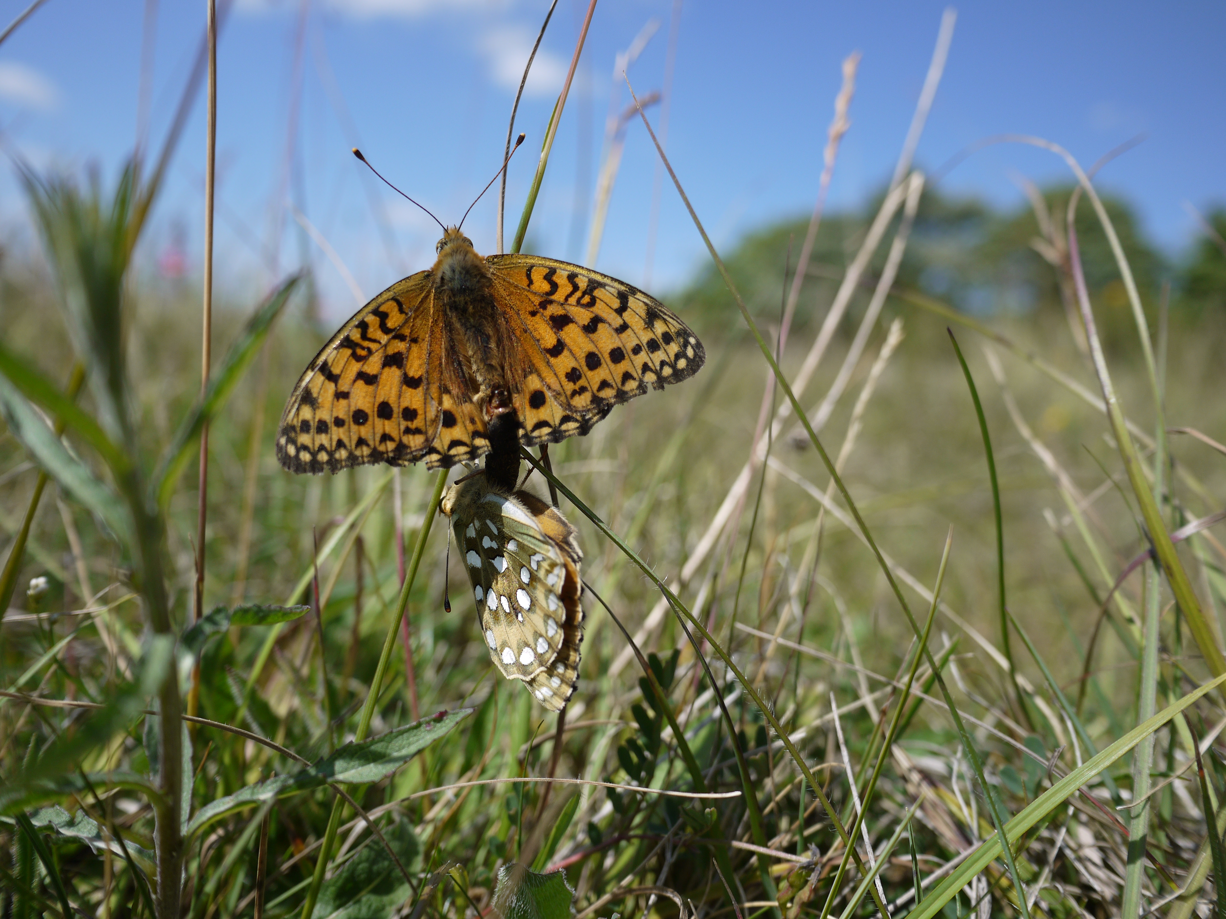 Dark Green Fritlllaries mating - Lucy Claxton Dark Green Fritlllaries mating - Lucy Claxton