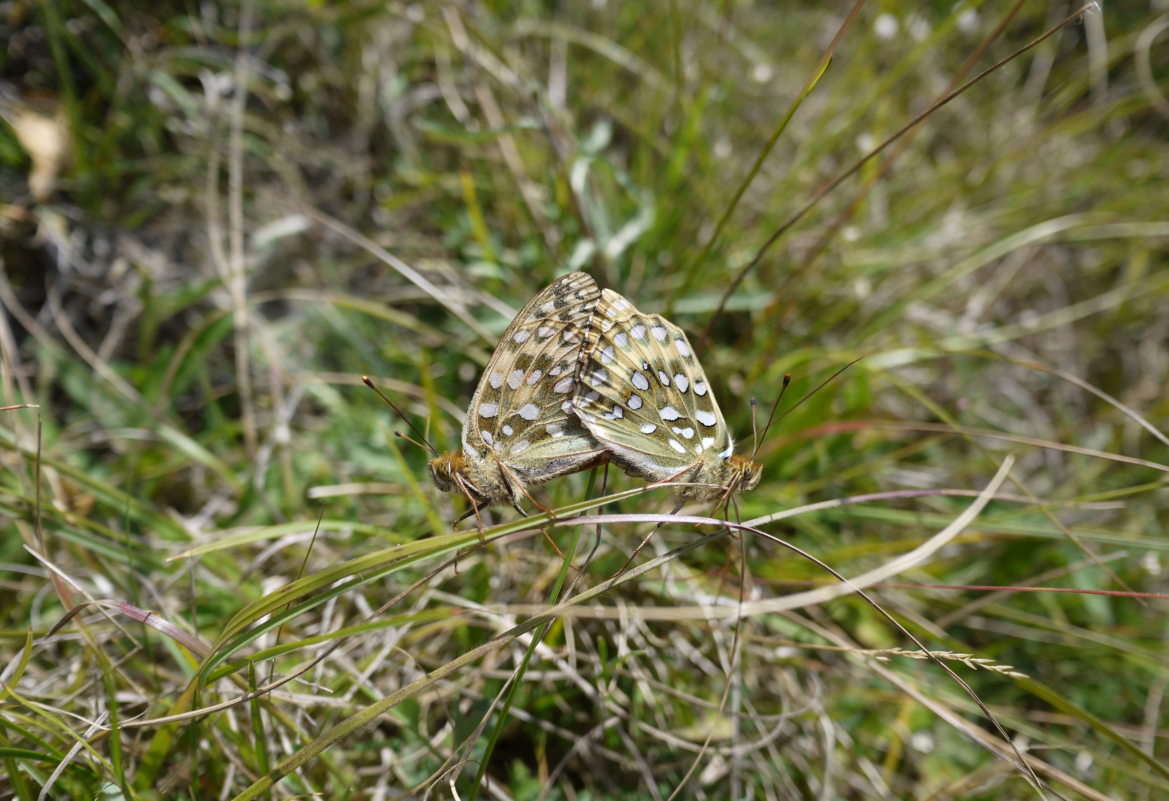 Dark Green Fritlllaries mating - Lucy Claxton Dark Green Fritlllaries mating - Lucy Claxton
