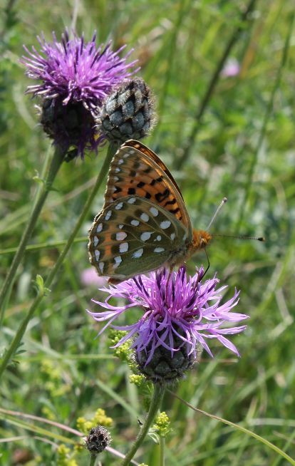 Dark Green Fritillary - Annie Sutcliffe Dark Green Fritillary - Annie Sutcliffe