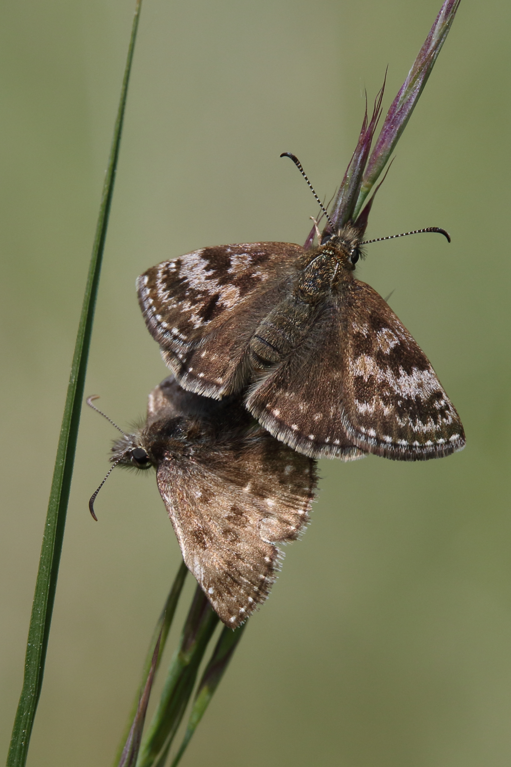 Dingy Skippers - Haydn Matthews Dingy Skippers - Haydn Matthews