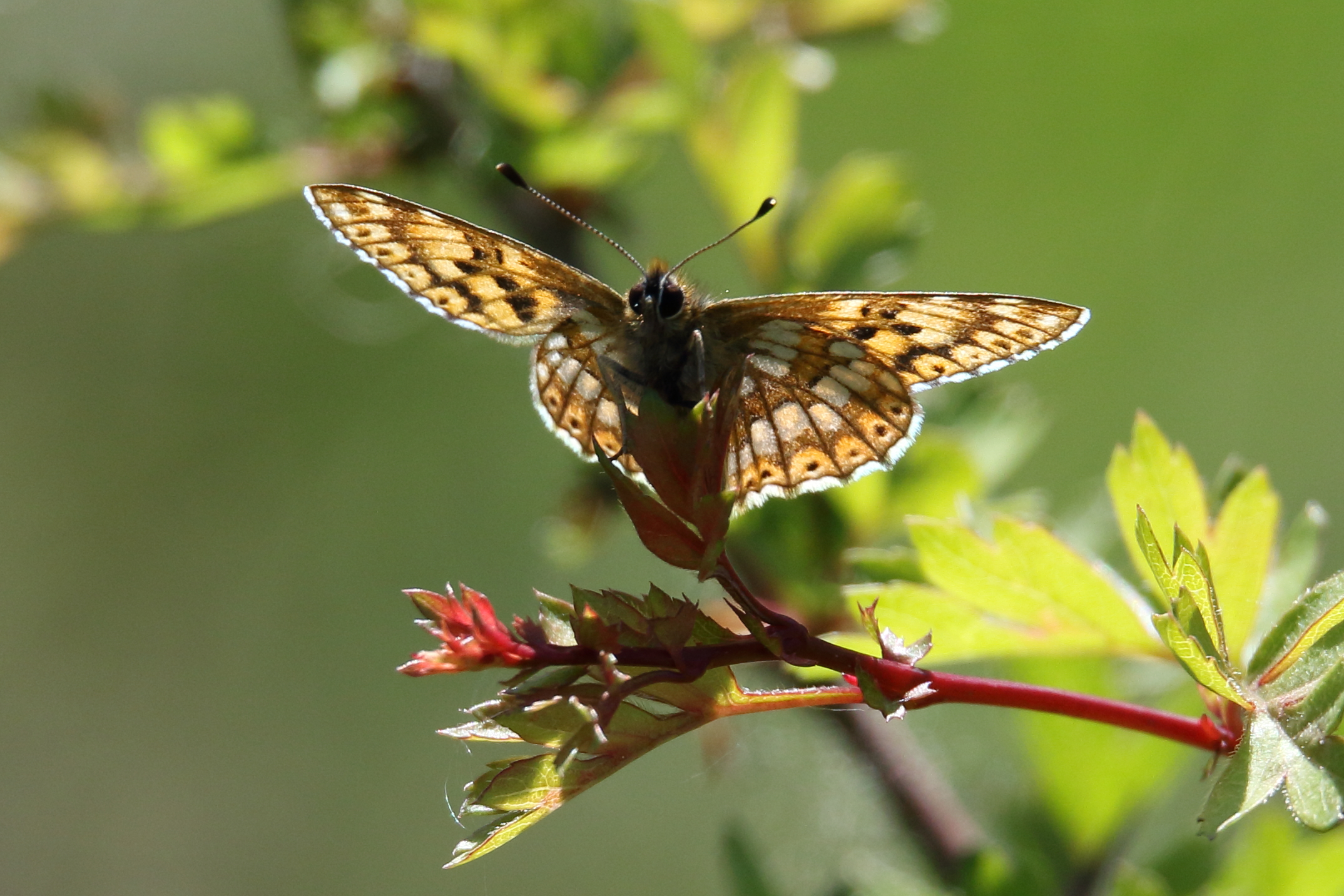 Duke of Burgundy - Haydn Matthews Duke of Burgundy - Haydn Matthews